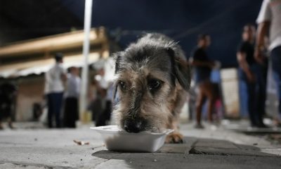 Fotografía que muestra a un perro de la calle comiendo este martes, en Cali (Colombia). EFE/ Ernesto Guzmán