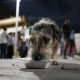 Fotografía que muestra a un perro de la calle comiendo este martes, en Cali (Colombia). EFE/ Ernesto Guzmán