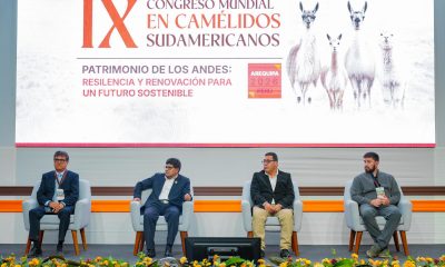 Fotografía cedida por el Gobierno Regional de Arequipa que muestra al director de Desarrollo Ganadero del Ministerio de Desarrollo Agrario y Riego, Víctor Rodríguez (i); el gobernador de Arequipa, Rohel Sánchez (c-i); el ministro de Desarrollo Agrario y Riego, Felipe Meza (c-d); y el presidente del Consejo Directivo de la Asociación Civil Alpaca del Perú (Ascalpe), Andrés Chaves Cuzzi, durante la inauguración del IX Congreso Mundial de Camélidos Sudamericanos este martes, en Arequipa (Perú). EFE/ Gobierno Regional de Arequipa