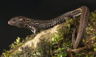 Fotografía cedida por German Chávez que muestra una nueva especie de lagartija bautizada como 'Petracola ianwhitei', fue descubierta por científicos en el norte de los Andes peruanos, dentro del Bosque de Protección de Pagaibamba, una reserva natural situada en la región de Cajamarca, según anunció este martes en un comunicado el Servicio Natural de Áreas Protegidas de Perú (Sernarp). EFE/ German Chávez