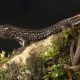 Fotografía cedida por German Chávez que muestra una nueva especie de lagartija bautizada como 'Petracola ianwhitei', fue descubierta por científicos en el norte de los Andes peruanos, dentro del Bosque de Protección de Pagaibamba, una reserva natural situada en la región de Cajamarca, según anunció este martes en un comunicado el Servicio Natural de Áreas Protegidas de Perú (Sernarp). EFE/ German Chávez