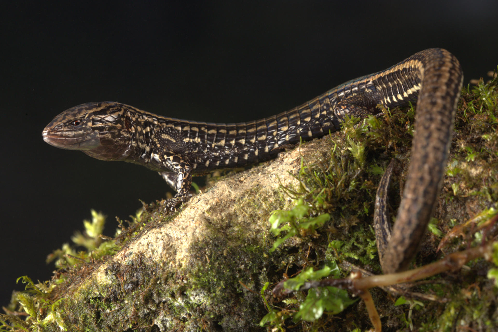 Fotografía cedida por German Chávez que muestra una nueva especie de lagartija bautizada como 'Petracola ianwhitei', fue descubierta por científicos en el norte de los Andes peruanos, dentro del Bosque de Protección de Pagaibamba, una reserva natural situada en la región de Cajamarca, según anunció este martes en un comunicado el Servicio Natural de Áreas Protegidas de Perú (Sernarp). EFE/ German Chávez
