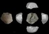 Uno de los núcleos de piedra de 146 000 años de antigüedad utilizados para fabricar herramientas de carnicero, hallado en Lingjing, China. Foto de Yuchao Zhao.