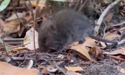 Fotografía cedida por la Facultad de Ciencias Veterinarias y Pecuarias de la Universidad de Chile, que muestra a un Oligoryzomys longicaudatus, conocido como ratón colilarg. EFE/ Facultad de Ciencias Veterinarias y Pecuarias de La Universidad De Chile