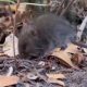Fotografía cedida por la Facultad de Ciencias Veterinarias y Pecuarias de la Universidad de Chile, que muestra a un Oligoryzomys longicaudatus, conocido como ratón colilarg. EFE/ Facultad de Ciencias Veterinarias y Pecuarias de La Universidad De Chile
