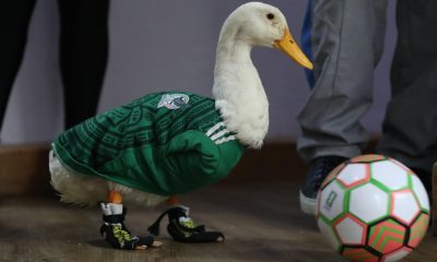 El pato Merlín posa con un balón de fútbol este viernes, en Ciudad de México (México). EFE/Mario Guzmán