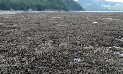 Fotografía cedida por el Departamento filipino de Medioambiente y Recursos Naturales. Una larga pradera de coral de la costa de Pangyan, en el sur de Filipinas, quedó en la superficie a raíz de que un terremoto de magnitud 7,8 elevara el lecho marino hasta dos metros e hiciera retroceder unos 200 metros el litoral. EFE/ Departamento Filipino de Medioambiente y Recursos Naturales /SOLO USO EDITORIAL NO VENTAS /SOLO DISPONIBLE PARA ILUSTRAR LA NOTICIA QUE ACOMPAÑA (CRÉDITO OBLIGATORIO)