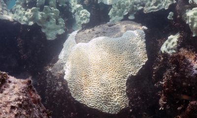 Fotografía del 2023 cedida por la Oficina Nacional de Administración Oceánica y Atmosférica (NOAA) que muestra el blanqueamiento de corales en Cheeca Rocks, en los Cayos de Florida (Estados Unidos). EFE/ Oficina Nacional de Administración Oceánica y Atmosférica /SOLO USO EDITORIAL/ NO VENTAS/ SOLO DISPONIBLE PARA ILUSTRAR LA NOTICIA QUE ACOMPAÑA (CRÉDITO OBLIGATORIO)