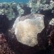 Fotografía del 2023 cedida por la Oficina Nacional de Administración Oceánica y Atmosférica (NOAA) que muestra el blanqueamiento de corales en Cheeca Rocks, en los Cayos de Florida (Estados Unidos). EFE/ Oficina Nacional de Administración Oceánica y Atmosférica /SOLO USO EDITORIAL/ NO VENTAS/ SOLO DISPONIBLE PARA ILUSTRAR LA NOTICIA QUE ACOMPAÑA (CRÉDITO OBLIGATORIO)