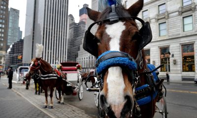 Fotografía de archivo de un grupo de carruajes tirados por caballos, cerca del Parque Central, en Nueva York (EE.UU). EFE/Jutin Lane