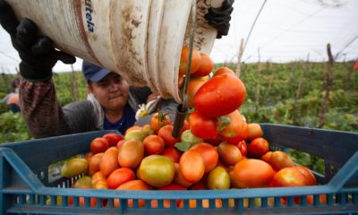 Fotografía de archivo de un agricultor mexicano que trabaja en la cosecha de Jitomate (Tomate) en una zona agrícola de Morelia, en el estado de Michoacán (México). EFE/ Luis Enrique Granados Cacari