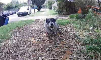 El servicio postal australiano, Australia Post, ha reforzado las medidas de protección para sus carteros con aerosoles de citronela como último recurso frente a perros agresivos, después de registrar un récord de ataques, con una media de nueve incidentes diarios y más de 1.200 episodios reportados en todo el país durante los últimos seis meses. EFE/Australia Post/ SOLO USO EDITORIAL/SOLO DISPONIBLE PARA ILUSTRAR LA NOTICIA QUE ACOMPAÑA (CRÉDITO OBLIGATORIO)