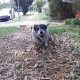 El servicio postal australiano, Australia Post, ha reforzado las medidas de protección para sus carteros con aerosoles de citronela como último recurso frente a perros agresivos, después de registrar un récord de ataques, con una media de nueve incidentes diarios y más de 1.200 episodios reportados en todo el país durante los últimos seis meses. EFE/Australia Post/ SOLO USO EDITORIAL/SOLO DISPONIBLE PARA ILUSTRAR LA NOTICIA QUE ACOMPAÑA (CRÉDITO OBLIGATORIO)