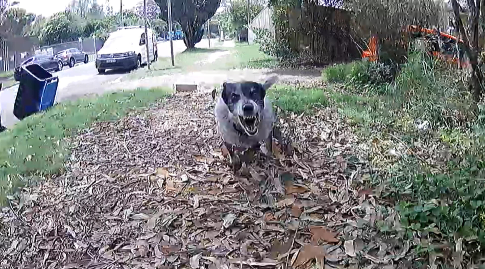 El servicio postal australiano, Australia Post, ha reforzado las medidas de protección para sus carteros con aerosoles de citronela como último recurso frente a perros agresivos, después de registrar un récord de ataques, con una media de nueve incidentes diarios y más de 1.200 episodios reportados en todo el país durante los últimos seis meses. EFE/Australia Post/ SOLO USO EDITORIAL/SOLO DISPONIBLE PARA ILUSTRAR LA NOTICIA QUE ACOMPAÑA (CRÉDITO OBLIGATORIO)