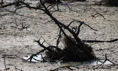Fotografía de archivo de los manglares de la zona de Bajamar en Puntarenas,Costa Rica, por la sequía y las altas temperaturas causadas por el impacto del fenómeno de El Niño. EFE/ Jeffrey Arguedas