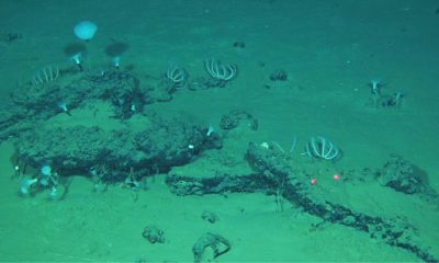 Imagen tomada desde el sumergible chino Fendouzhe  de algunos de los restos de 'caída de ballenas' que forman el cementerio más grande, profundo y antiguo de estos animales. Crédito: Global TREnD, IDSSE