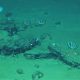 Imagen tomada desde el sumergible chino Fendouzhe  de algunos de los restos de 'caída de ballenas' que forman el cementerio más grande, profundo y antiguo de estos animales. Crédito: Global TREnD, IDSSE