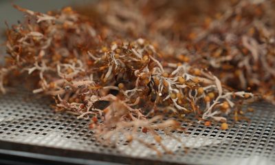 Detalle de una muestra sargazo en una bandeja de laboratorio del Campus Biscayne Bay, en Miami (FL, EE.UU.). EFE/Alberto Boal