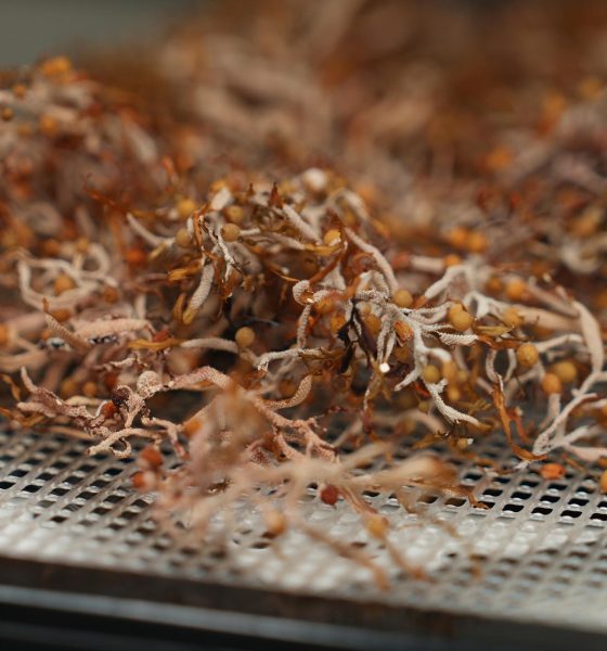 Detalle de una muestra sargazo en una bandeja de laboratorio del Campus Biscayne Bay, en Miami (FL, EE.UU.). EFE/Alberto Boal