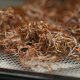 Detalle de una muestra sargazo en una bandeja de laboratorio del Campus Biscayne Bay, en Miami (FL, EE.UU.). EFE/Alberto Boal