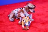 El perro 'Lucas', con un peluche de Woody en la alfombra roja del preestreno mundial de 'Toy Story 5' este martes 9 de junio en el Dolby Theater de Los Ángeles, California, Estados Unidos. (Cine) EFE/EPA/CHRIS TORRES
